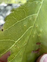 Caryomyia striolata