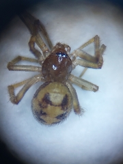 Steatoda triangulosa