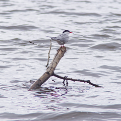 Sterna hirundo