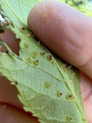 Caryomyia striolata