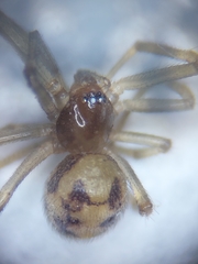 Steatoda triangulosa