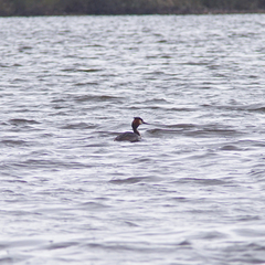 Podiceps cristatus