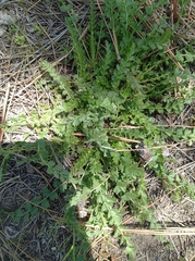 Horkelia clevelandii