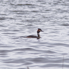 Podiceps cristatus