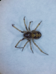 Steatoda triangulosa