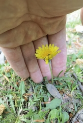 Taraxacum lacistophyllum