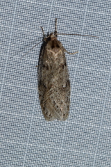 Semioscopis megamicrella