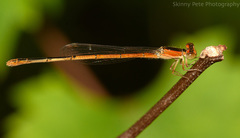 Ischnura hastata image