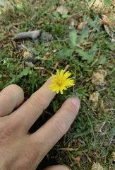 Taraxacum lacistophyllum