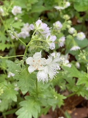 Phacelia fimbriata