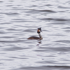 Podiceps cristatus