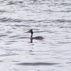 Podiceps cristatus