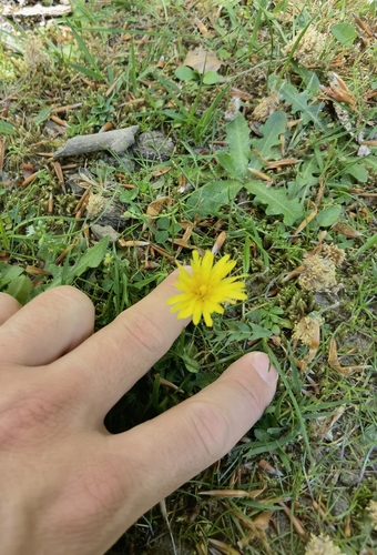 Image of Taraxacum lacistophyllum by (c) Claude Kolwelter, some rights reserved (CC BY)