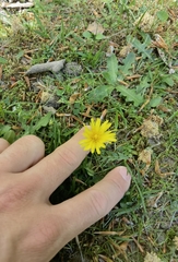 Taraxacum lacistophyllum