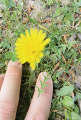 Taraxacum lacistophyllum