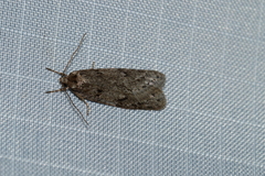 Semioscopis megamicrella