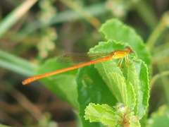 Ceriagrion glabrum
