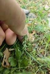 Taraxacum lacistophyllum