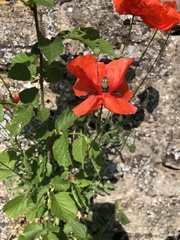Papaver rhoeas
