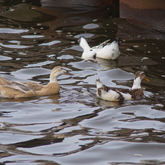 Anas platyrhynchos domesticus