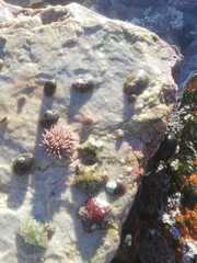 Parvulastra dyscrita