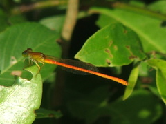 Ceriagrion glabrum