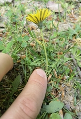 Taraxacum lacistophyllum