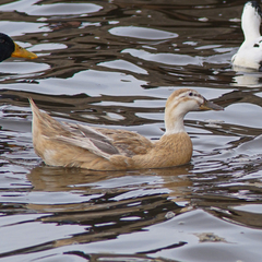 Anas platyrhynchos domesticus