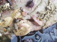 Ischnochiton textilis