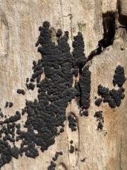 Jackrogersella cohaerens