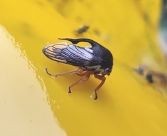 Lobocentrus triangularis