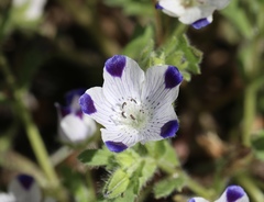 Nemophila maculata