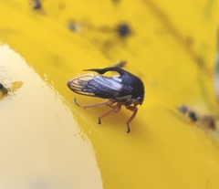 Lobocentrus triangularis