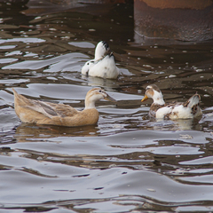 Anas platyrhynchos domesticus
