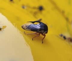 Lobocentrus triangularis