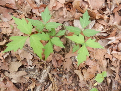 Toxicodendron radicans verrucosum