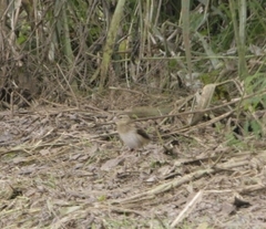 Euplectes hordeaceus