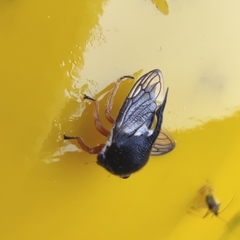 Lobocentrus triangularis