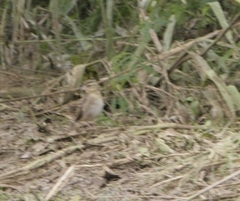 Euplectes hordeaceus