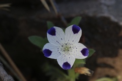 Nemophila maculata