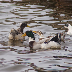 Anas platyrhynchos domesticus
