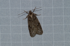 Semioscopis megamicrella