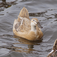 Anas platyrhynchos domesticus