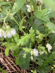 Phacelia fimbriata