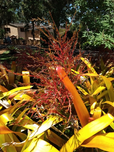 Aechmea blanchetiana