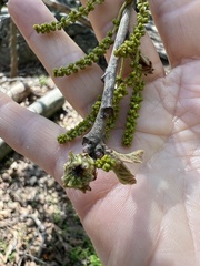 Andricus murtfeldtae