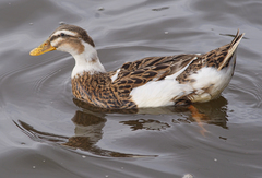 Anas platyrhynchos domesticus