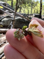 Andricus murtfeldtae