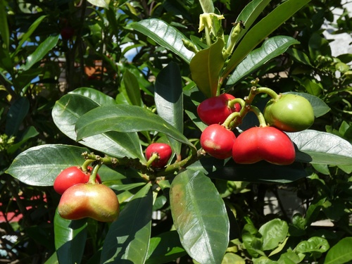 Thevetia ahouai