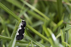 Goenycta niveiguttata